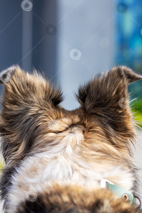 Скачать Это изображение крупным планом, на котором изображены уши собаки на размытом фоне фотосток Ozero