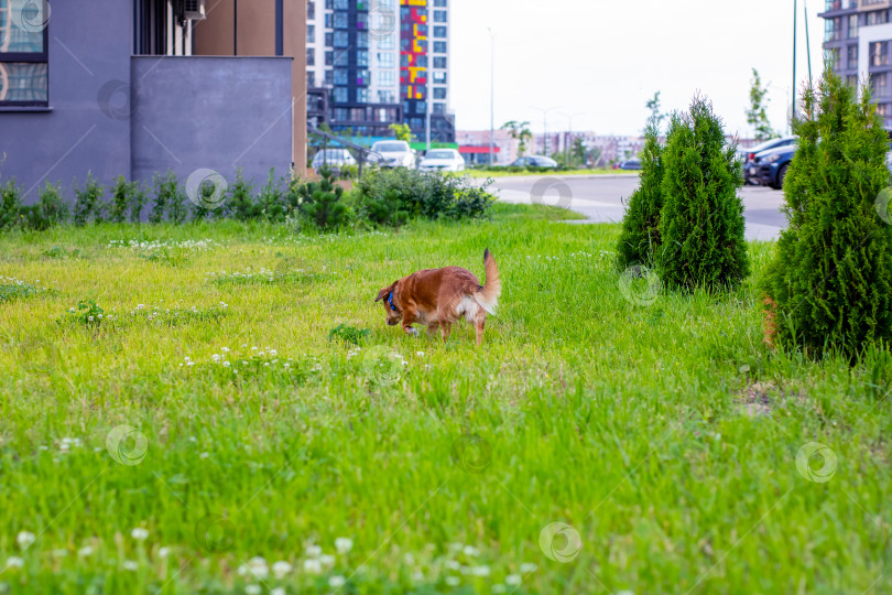 Скачать Собака радостно бежит по заросшему травой полю мимо здания фотосток Ozero