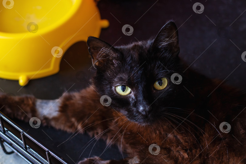 Скачать В клетке рядом с желтой миской уютно лежит черная кошка фотосток Ozero