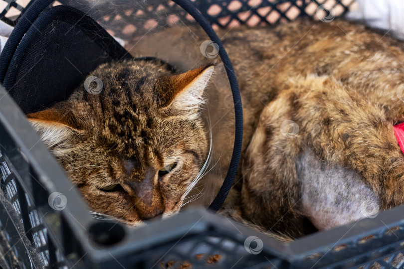 Скачать Маленькая кошечка в пластиковом ошейнике мирно спит в клетке фотосток Ozero