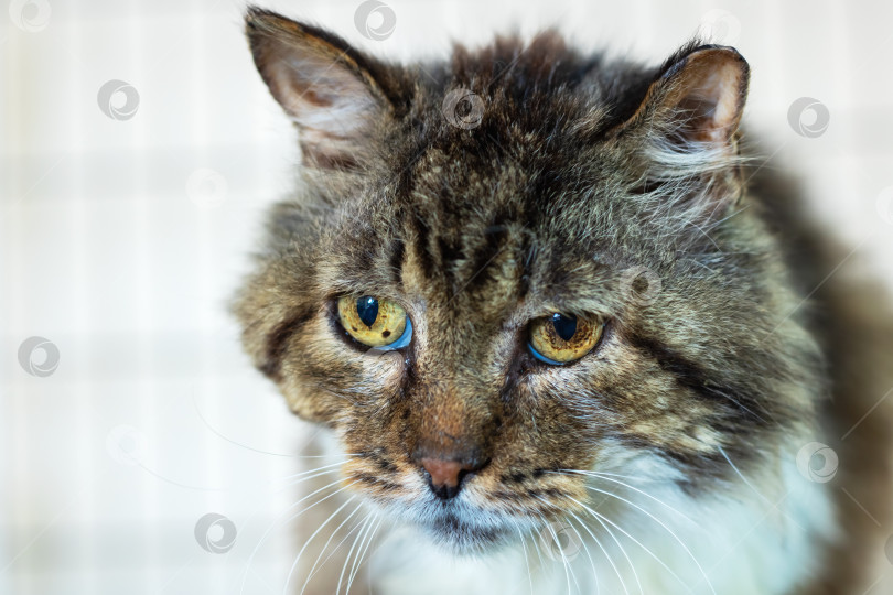 Скачать Детализированное изображение кошачьей морды крупным планом с поразительными голубыми глазами фотосток Ozero