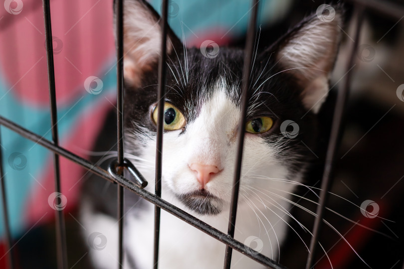 Скачать Любопытный Кот Был найден за решеткой в местном приюте для животных фотосток Ozero