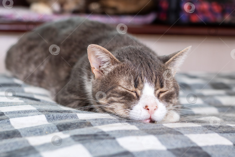 Скачать Расслабленная кошка Мирно спит на уютной и теплой кровати фотосток Ozero