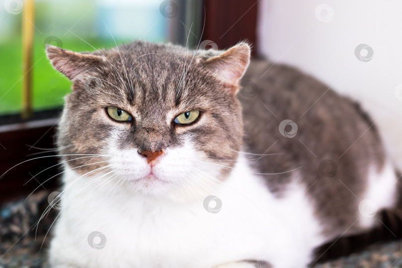Скачать Очаровательный серо-белый кот отдыхает у окна фотосток Ozero