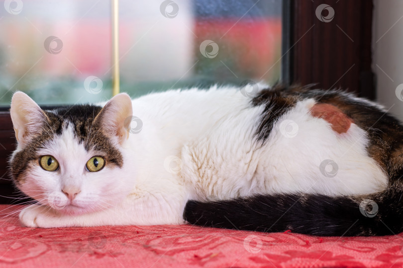 Скачать Очаровательный кот отдыхает в помещении у окна, наслаждаясь комфортом фотосток Ozero