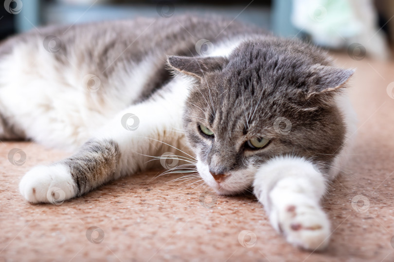 Скачать Расслабленная Серо-белая кошка, уютно лежащая на полу фотосток Ozero