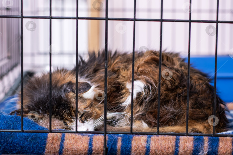 Скачать Уютно Спящий Кот, Уютно Устроившийся В Своей Клетке фотосток Ozero