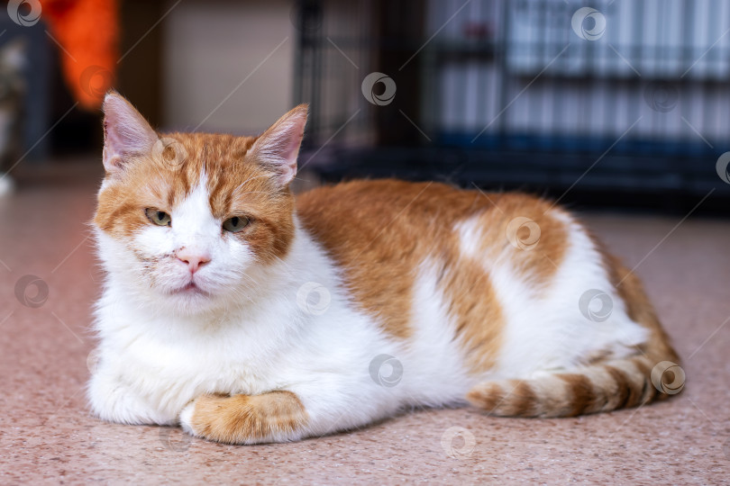 Скачать Очаровательная Оранжево-Белая Кошка Сейчас Уютно Отдыхает в помещении фотосток Ozero