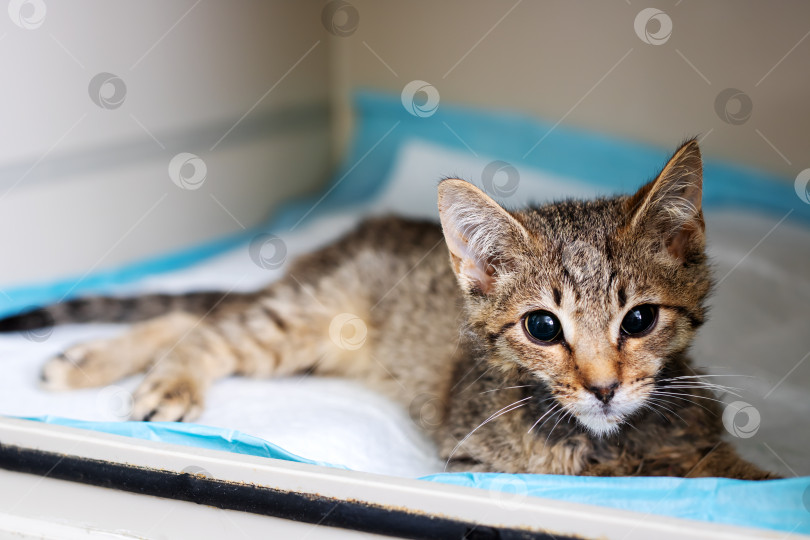 Скачать Милый котенок уютно устроился на голубом одеяльце и пристально смотрит в камеру фотосток Ozero