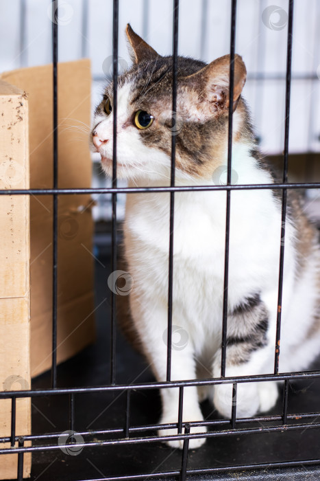 Скачать Очаровательная кошечка в настоящее время находится в клетке в приюте для животных фотосток Ozero
