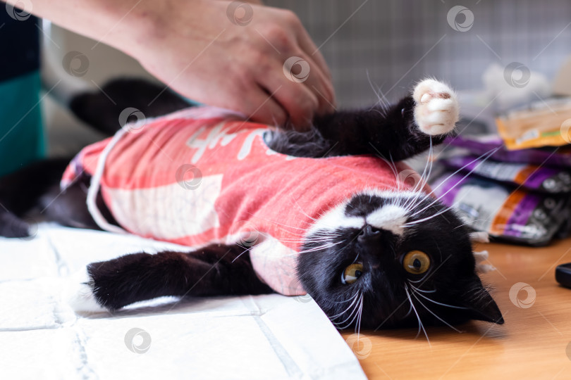 Скачать Игривая Черно-белая кошечка, одетая в милый наряд фотосток Ozero