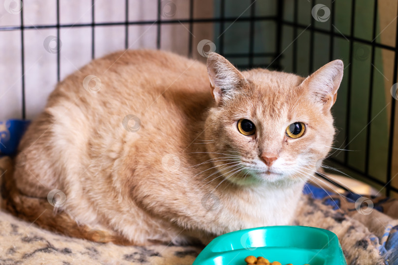 Скачать Спокойный и уютный рыжий кот мирно отдыхает в приюте фотосток Ozero