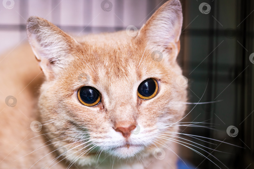 Скачать Изображение дружелюбной и очаровательной Рыжей кошки крупным планом в приюте фотосток Ozero