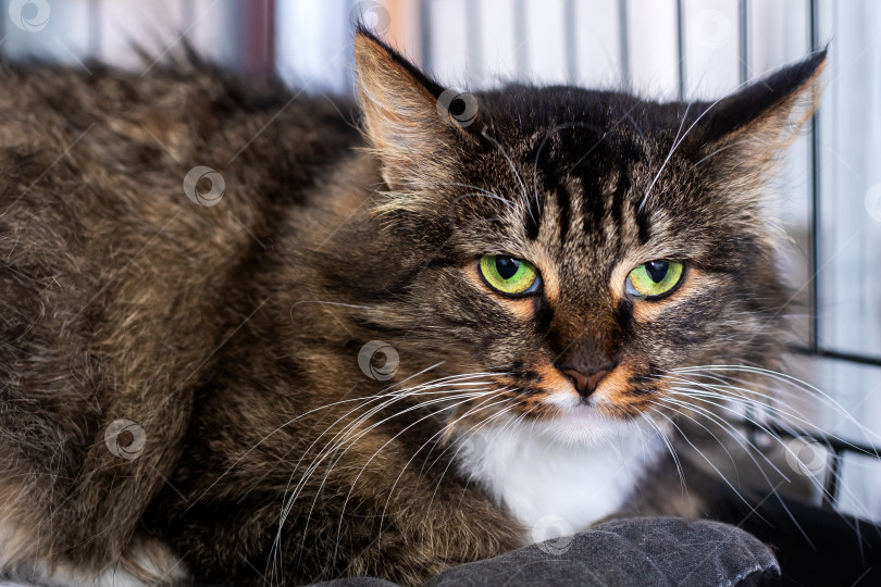 Скачать Очаровательная полосатая кошка с поразительно красивыми зелеными глазами Прямо здесь фотосток Ozero