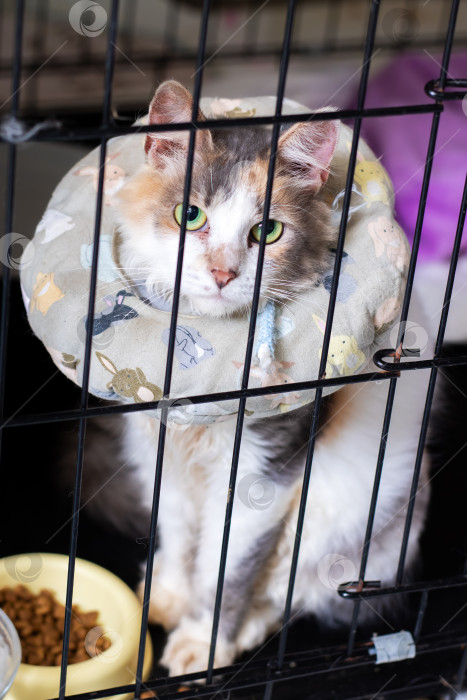 Скачать Домашняя кошка в реабилитационном центре, терпеливо ожидающая своего Нового дома для усыновления фотосток Ozero