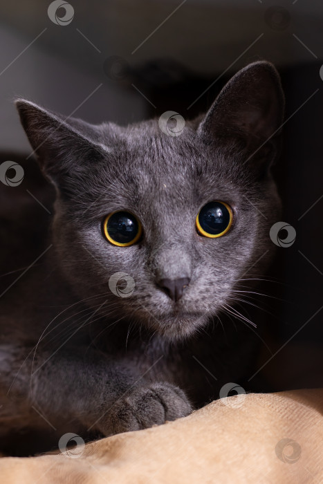 Скачать Очаровательная серая кошка с поразительно красивыми желтыми глазами фотосток Ozero