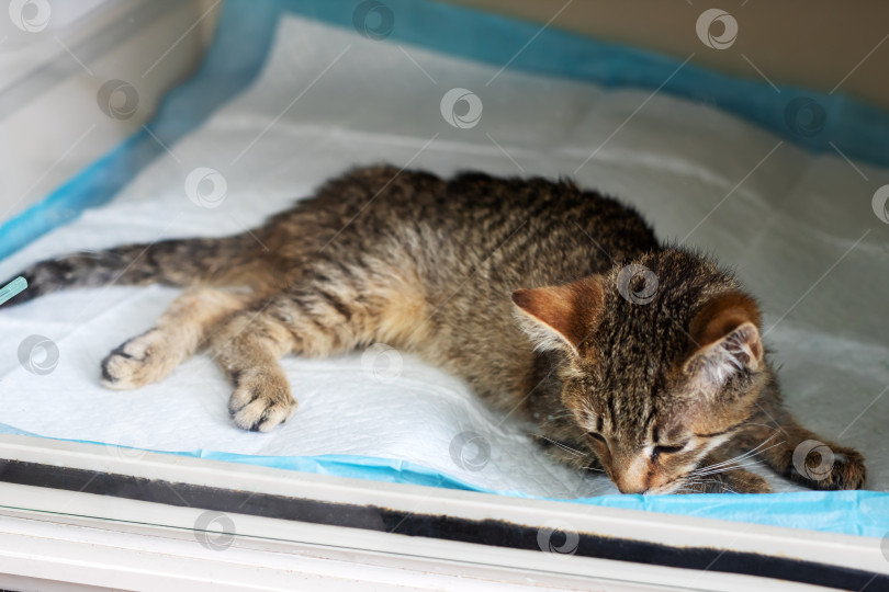 Скачать Игривая полосатая кошка, уютно расположившаяся на белых простынях фотосток Ozero