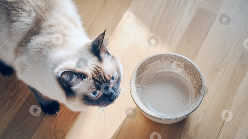 Скачать Кошка смотрит на пустую миску на уютной кровати, олицетворяя концепцию голода фотосток Ozero