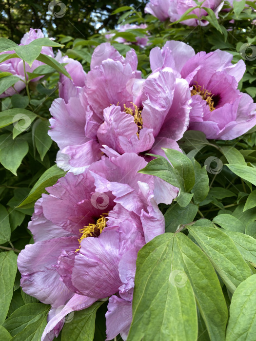 Скачать Розовые пионы в полном цвету, окруженные пышными зелеными листьями, идеально подходят для оформления фонов на природную тематику фотосток Ozero