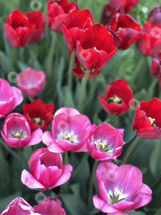 Скачать Красные и розовые тюльпаны, цветущие в саду, яркий цветочный фон на весеннюю и природную тематику фотосток Ozero