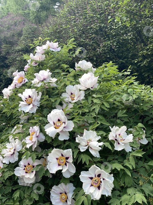 Скачать Белые цветы пиона, цветущие в саду, с пышными зелеными листьями создают яркий природный фон фотосток Ozero