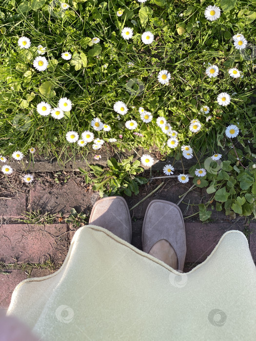 Скачать Ноги на траве с белыми маргаритками в солнечном свете, фото сверху, зеленый и естественный фон фотосток Ozero