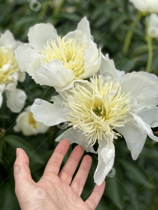 Скачать Белые пионы изящно распускаются мягкими лепестками и яркими сердцевинами на фоне пышного сада фотосток Ozero