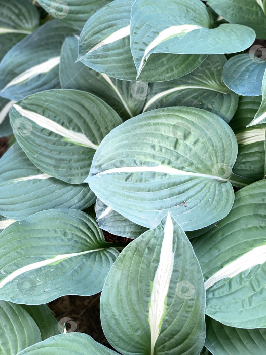 Скачать Зеленые листья хосты с белыми полосками в саду создают пышный естественный фон фотосток Ozero