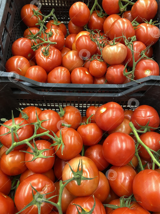 Скачать Свежие помидоры в черных пластиковых ящиках на рынке на фоне ярко-красного цвета фотосток Ozero