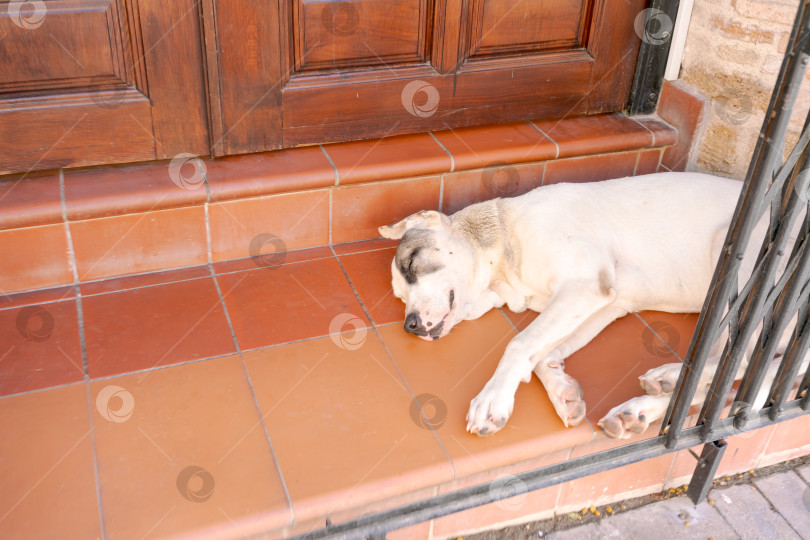 Скачать Собака лежит на коричневом кафельном полу фотосток Ozero