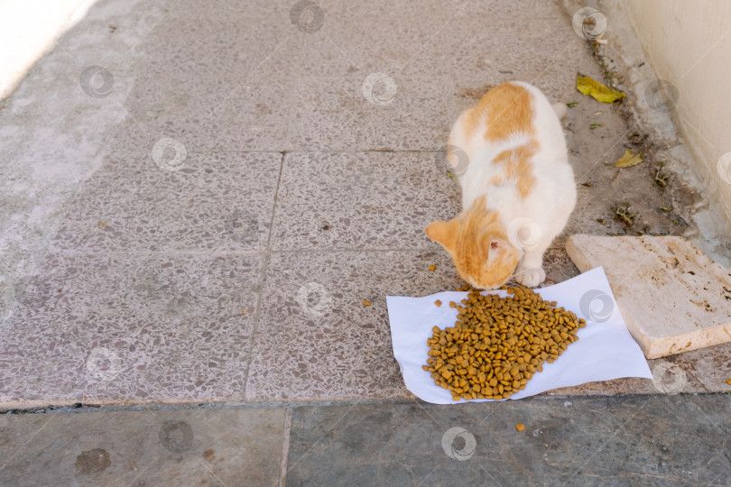 Скачать Кошка ест еду на белой бумаге фотосток Ozero