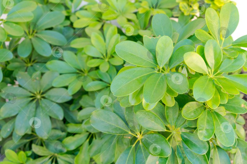 Скачать Зеленое растение с листьями, которые по форме напоминают лист фотосток Ozero