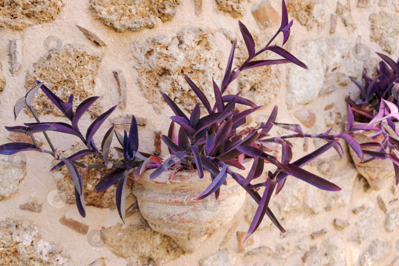 Скачать Фиолетовое растение растет в горшке на стене фотосток Ozero