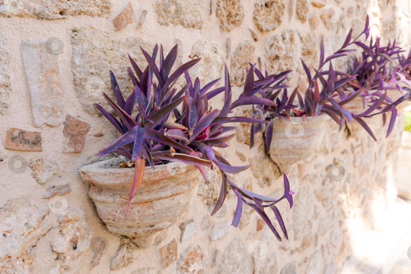 Скачать На стене в горшках стоят три фиолетовых растения фотосток Ozero