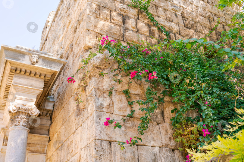 Скачать Стена с растущим на ней цветком фотосток Ozero