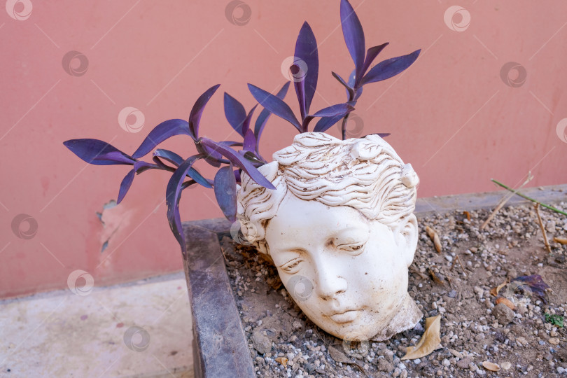 Скачать Белая статуэтка с изображением женской головы стоит в горшке фотосток Ozero