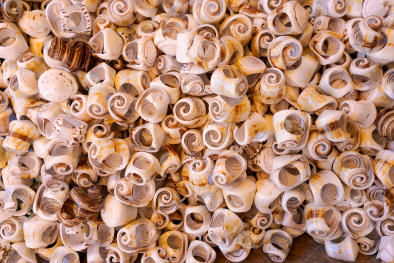 Скачать Груда ракушек самых разных размеров и форм фотосток Ozero