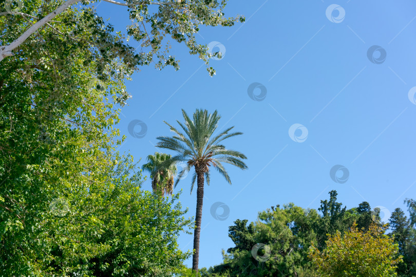 Скачать Пальма стоит посреди леса фотосток Ozero