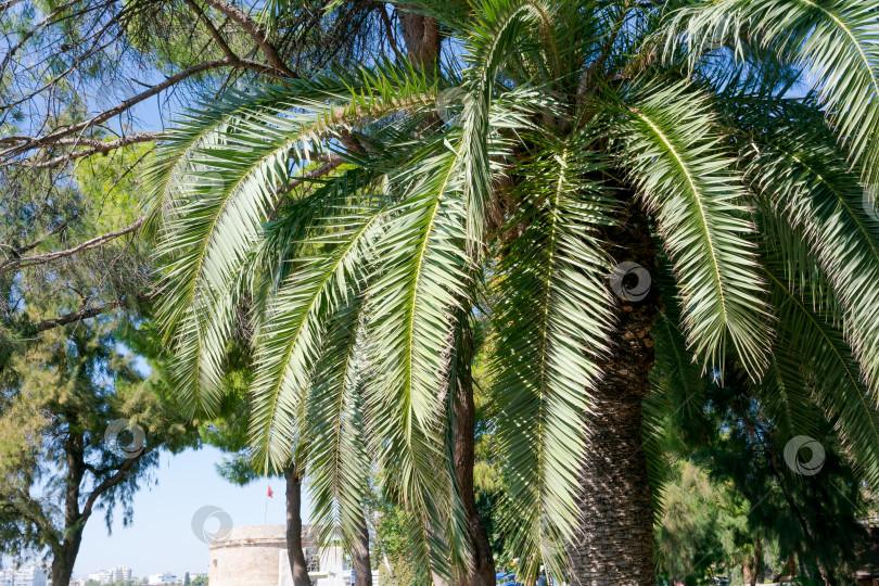 Скачать Пальма с зелеными листьями фотосток Ozero