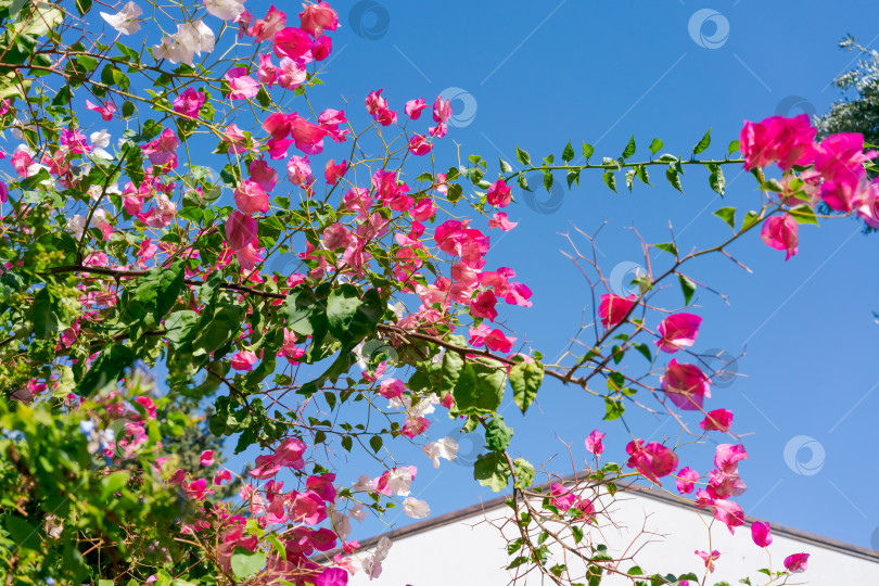 Скачать Дерево с розовыми цветами и зелеными листьями фотосток Ozero