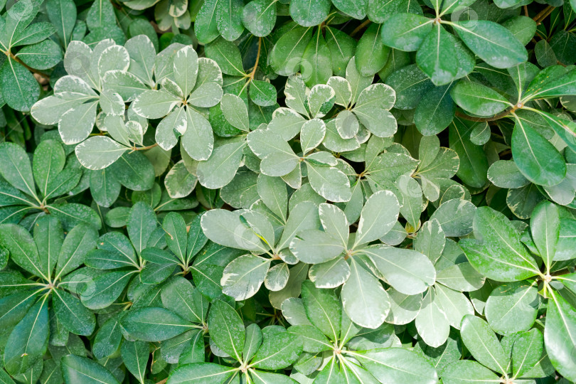 Скачать Пучок зеленых листьев с несколькими коричневыми пятнами фотосток Ozero