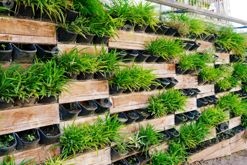 Скачать Стена, увешанная растениями и горшками фотосток Ozero