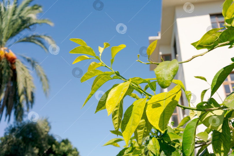 Скачать Дерево с зелеными листьями и здание на заднем плане фотосток Ozero
