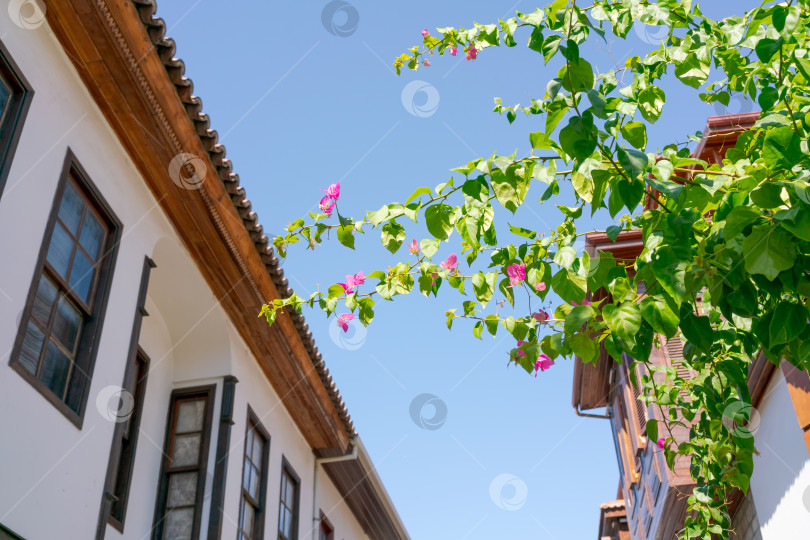 Скачать Здание с балконом и деревом с розовыми цветами фотосток Ozero
