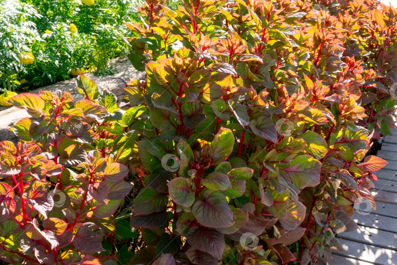 Скачать Куст с красными цветами находится в саду фотосток Ozero