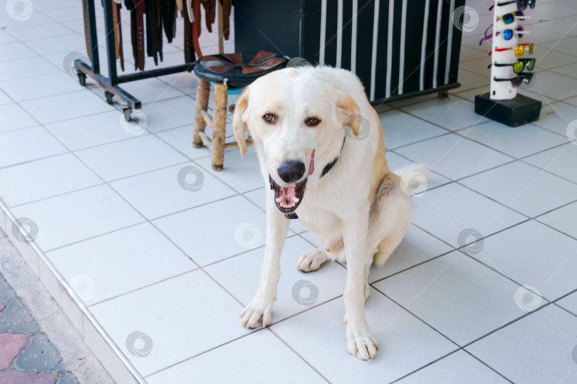 Скачать Белая собака сидит на кафельном полу фотосток Ozero