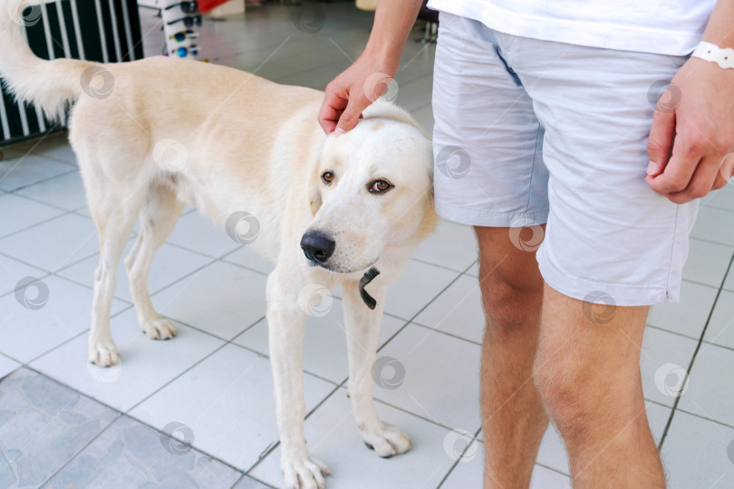 Скачать Мужчина гладит собаку фотосток Ozero