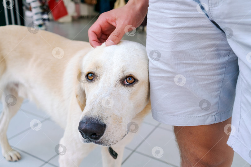 Скачать Человек гладит собаку фотосток Ozero