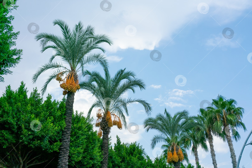 Скачать Три пальмы со свисающими с них желтыми плодами фотосток Ozero