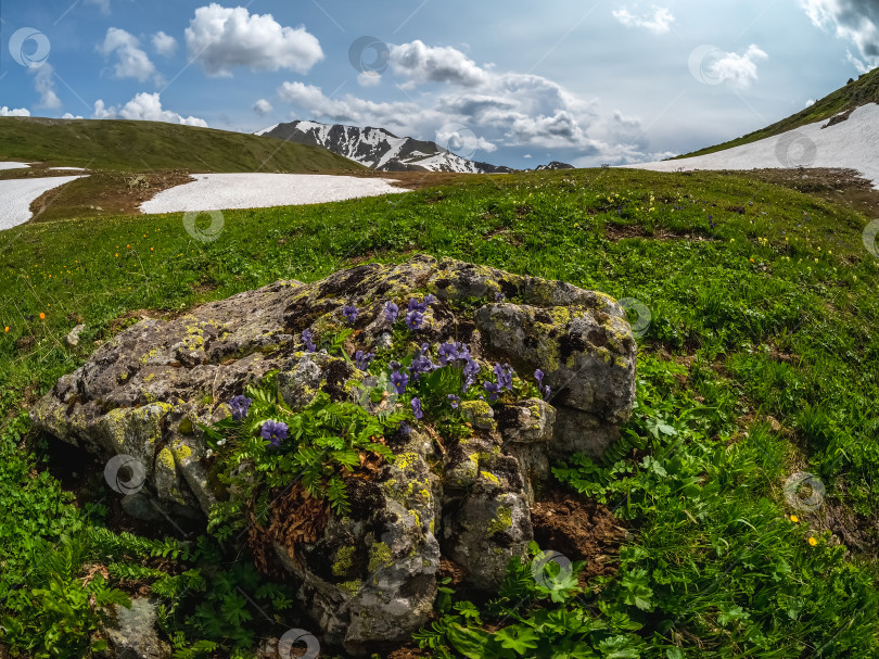 Скачать На гранитном валуне распускаются горные фиалки фотосток Ozero